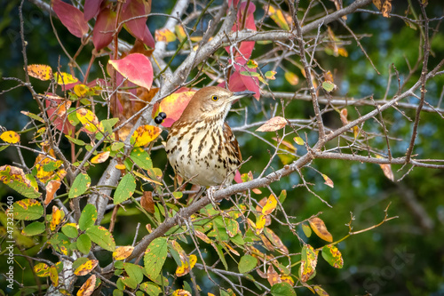 brown Thrasher -Toxostoma rufum, perched on tree