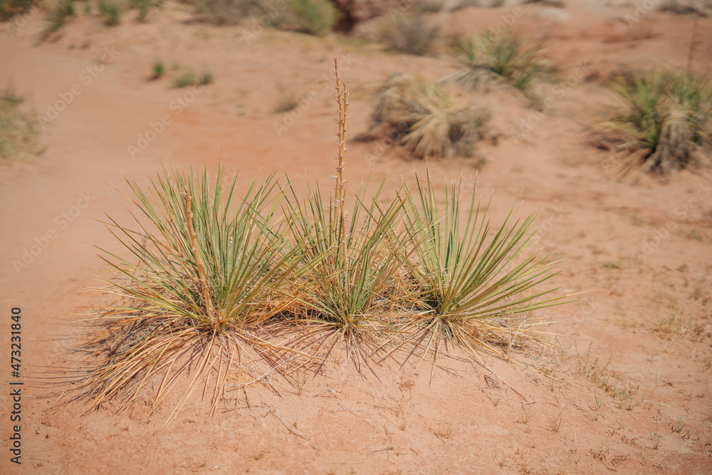 Great Plains Yuccas in desert in sunny day. A common species of yucca