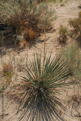 Great Plains Yuccas in desert in sunny day. A common species of yucca, native to the deserts of the southwestern US