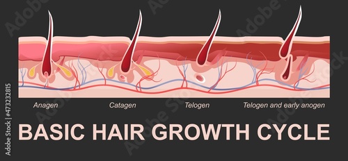 human hair growth phases educational poster
