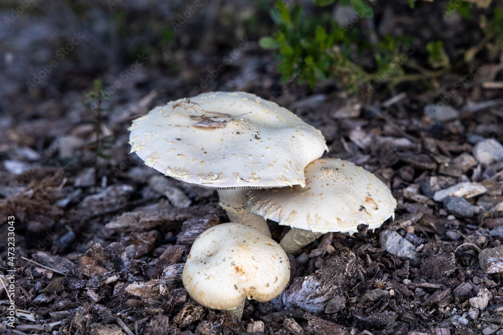 mushrooms in the forest mushrooms in the forest