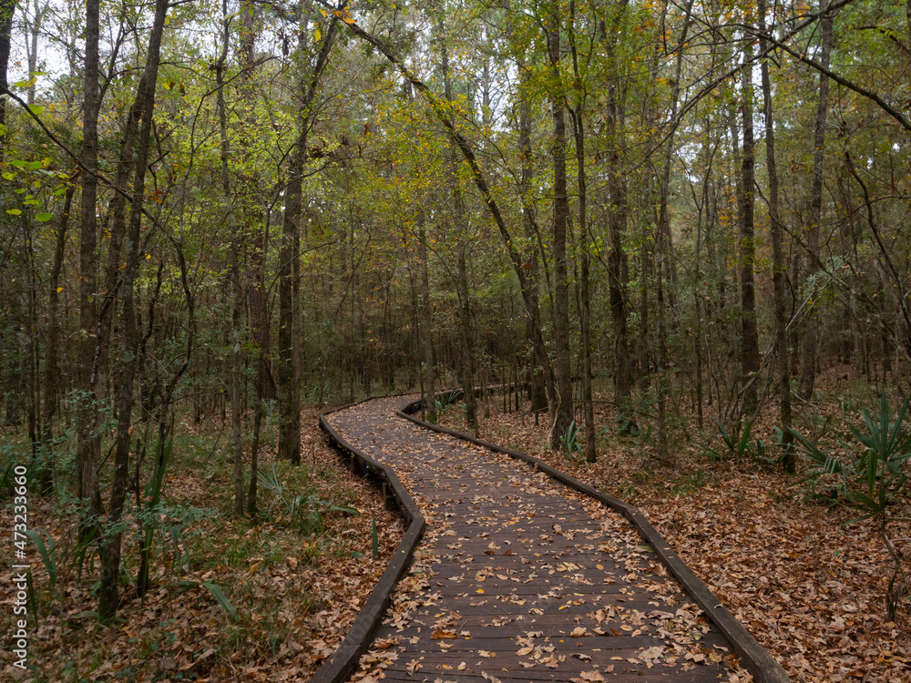 Wooden Boardwalk in Deciduous Forest in Autumn Wooden Boardwalk in Deciduous Forest in Autumn