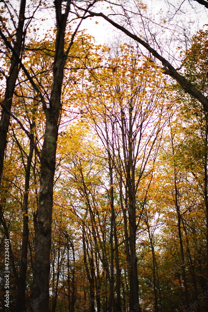 Fall leaves in the forest during the autumn season in Ontario, Canada.