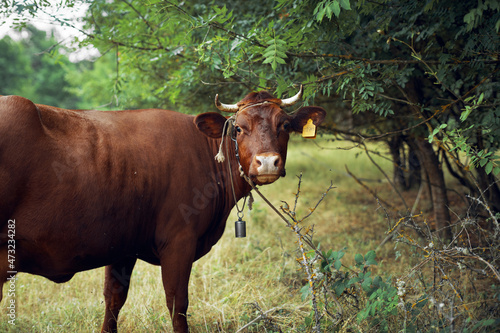 animals mammals grazing farm cow nature agriculture © VICHIZH