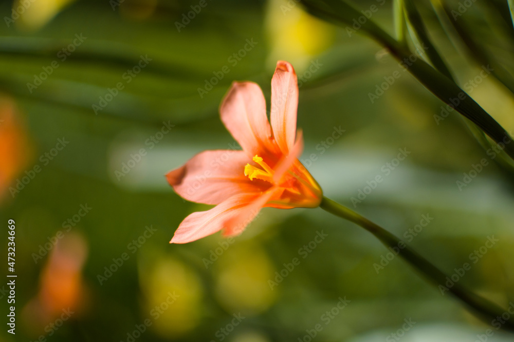 Fototapeta premium Orange lily with a green background.