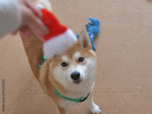 サンタクロースの赤い帽子と屋内飼いの柴犬