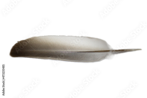 Pluma