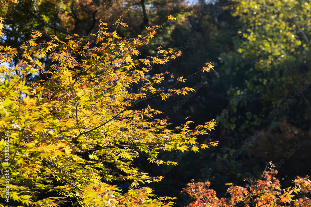 Autumn leafs and trees season in Japan Autumn leafs and trees season in Japan