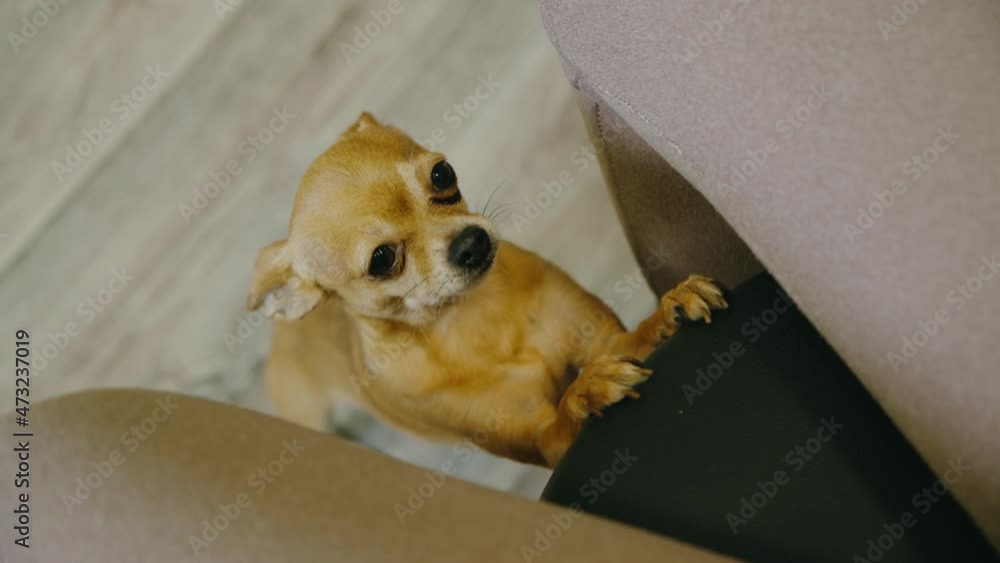 custom made wallpaper toronto digitalThe pet lays its paws on the chair for the mistress. Toy terrier looks with yes. Top view, indoor. Dog ask begging for food, looking at the camera.