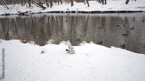 ‌Courtship of a male pigeon a white dove in winter near the river. Winter background with a lot of snow