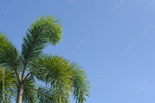 Palm trees on the corner against blue sky. Isolated on bright background. selective focus.