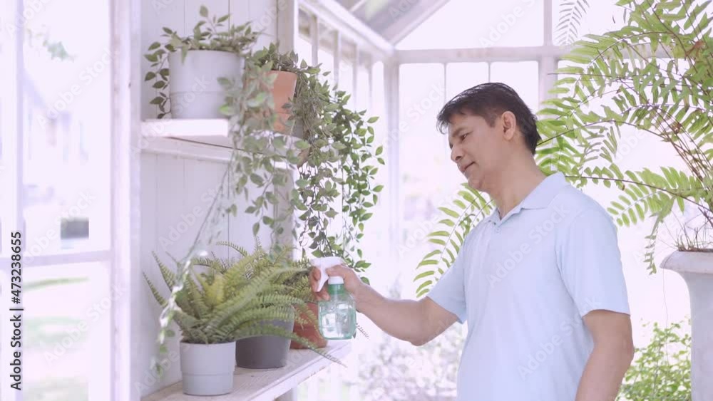 A middle-aged man is caring for a tree in the planting house. Asian man spraying green plants. A middle-aged man is caring for a tree in the planting house. Asian man spraying green plants.