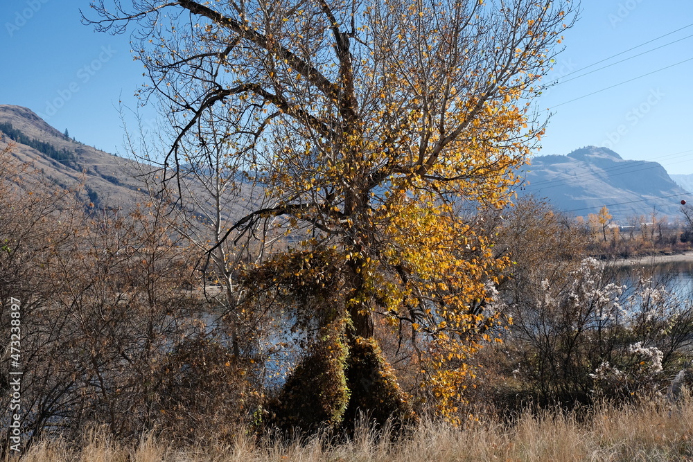 Obraz premium Kamloops Parks