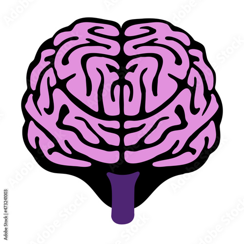 Human brain illustration facing forward