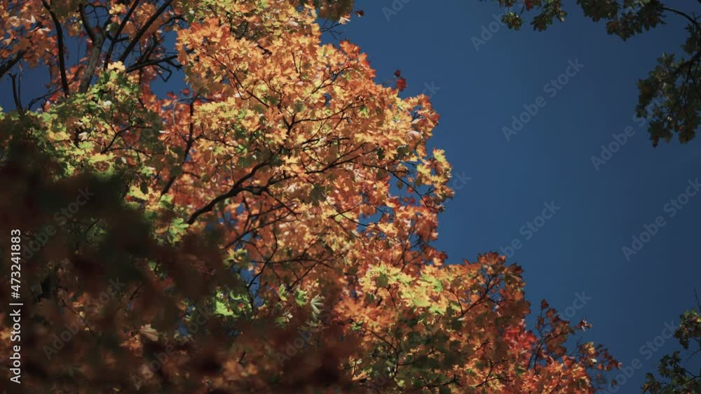 Bright colorful autumn leaves against the blue sky. Bright colorful autumn leaves against the blue sky.