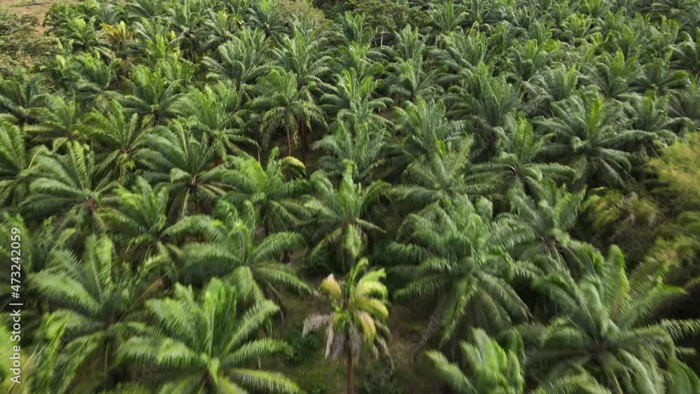 Close up drone shot flying over the top of palm trees on a palm oil farm Close up drone shot flying over the top of palm trees on a palm oil farm