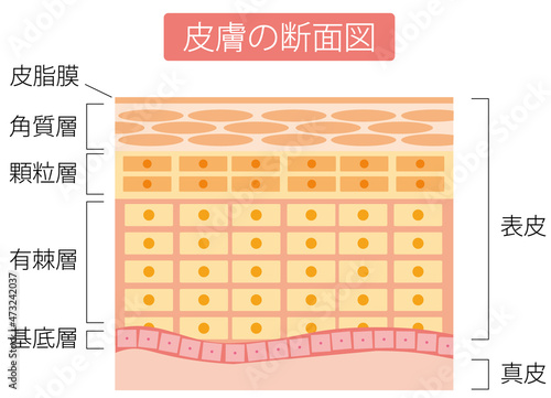 皮膚の断面図[美容・エステ・スキンケア]