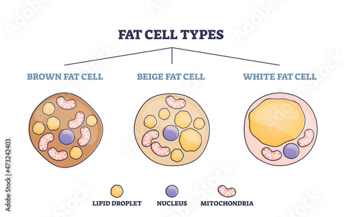 Fat cell types as adipocyte division in brown, beige or white outline diagram. Labeled educational lipocytes comparisons and differences vector illustration. Cellular energy storage tissues examples.