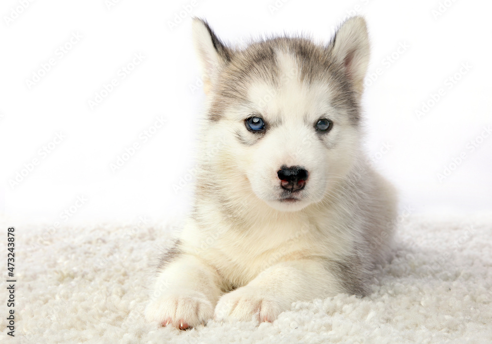 A Husky puppy with different eyes lies on a white background and looks into the camera.