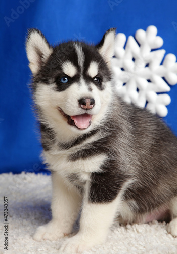 Husky puppy close-up. The dog sits and looks into the camera.