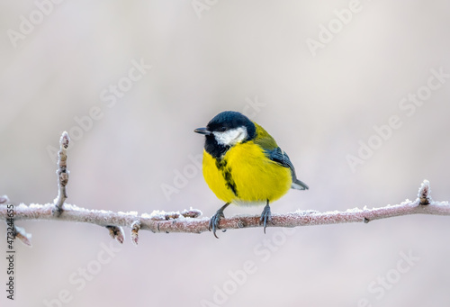 Bird tit sitting on an icy branch on a blurry background close-up