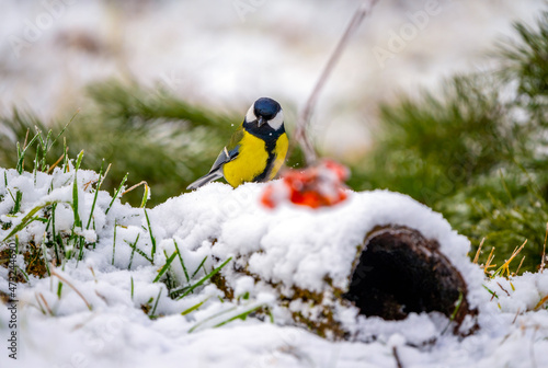 A bluebird stands in the snow wondering at the first snowfall in the forest