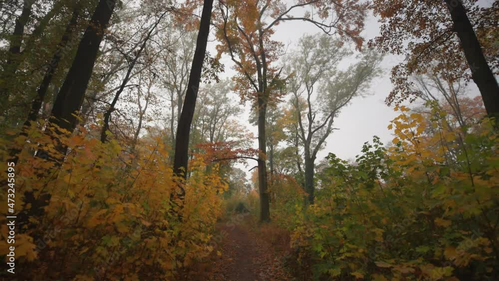 A walk along the narrow trail in the misty autumn forest. A walk along the narrow trail in the misty autumn forest.