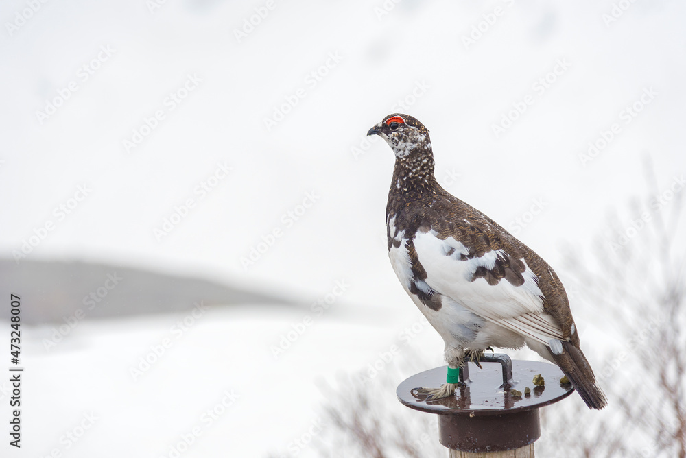 Japanese rock ptarmigan on snowy mountain at Murodo, Tateyama Kurobe Alpine Route, Japan. Japanese rock ptarmigan on snowy mountain at Murodo, Tateyama Kurobe Alpine Route, Japan.