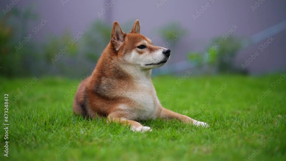Shiba Inu dog in the courtyard behind the house Shiba Inu dog in the courtyard behind the house
