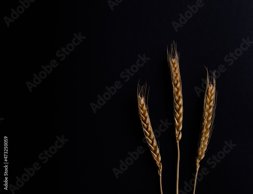 Three stems of wheat on a black background. Dry wheat spikelets on a dark background, close up