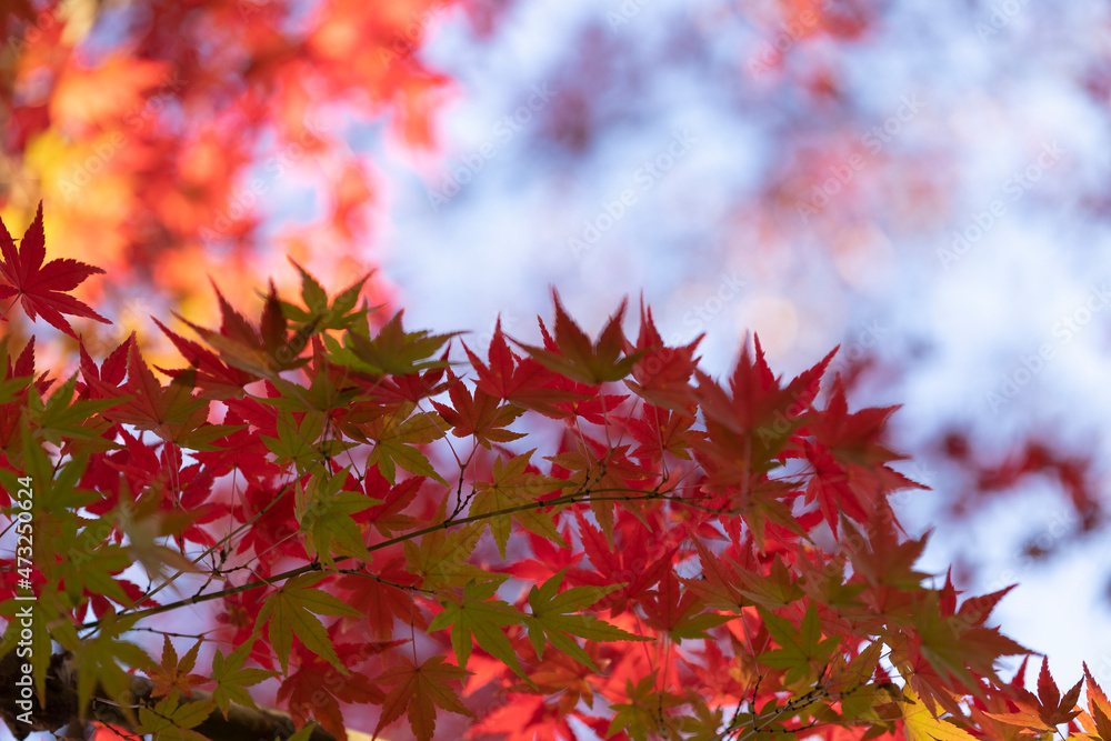 紅葉 紅葉
