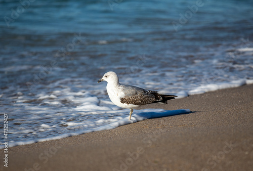a seagull at the seaside