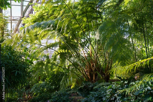 Inside greenhouse with tropical plants  rainforest vegetation. Botanical conservatory interior with evergreen tropic palms and fern. Summer in glasshouse orangery with sunshine and green flora foliage