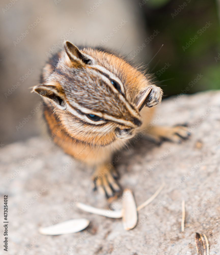 Squirrel enjoying some seeds