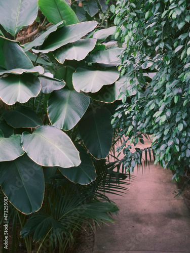 Plants