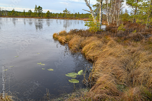 reflection in water and shore line on a bog © Jonas