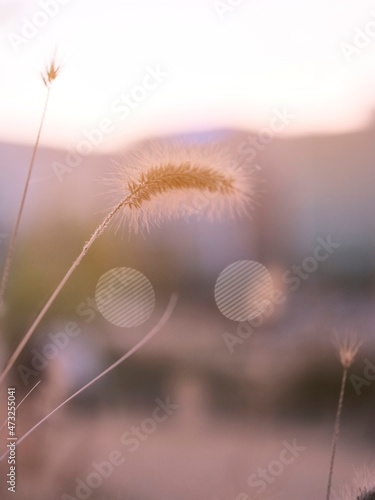 Plants