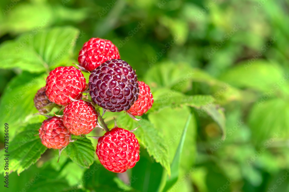 Brush of ripe raspberry berries on branch among green leaves. Close-up. Raspberry advertising background. Topic: gardening, harvest Brush of ripe raspberry berries on branch among green leaves. Close-up. Raspberry advertising background. Topic: gardening, harvest