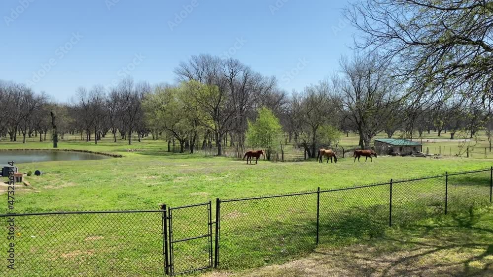Horses grazing at farm with pond and shed in the background Horses grazing at farm with pond and shed in the background