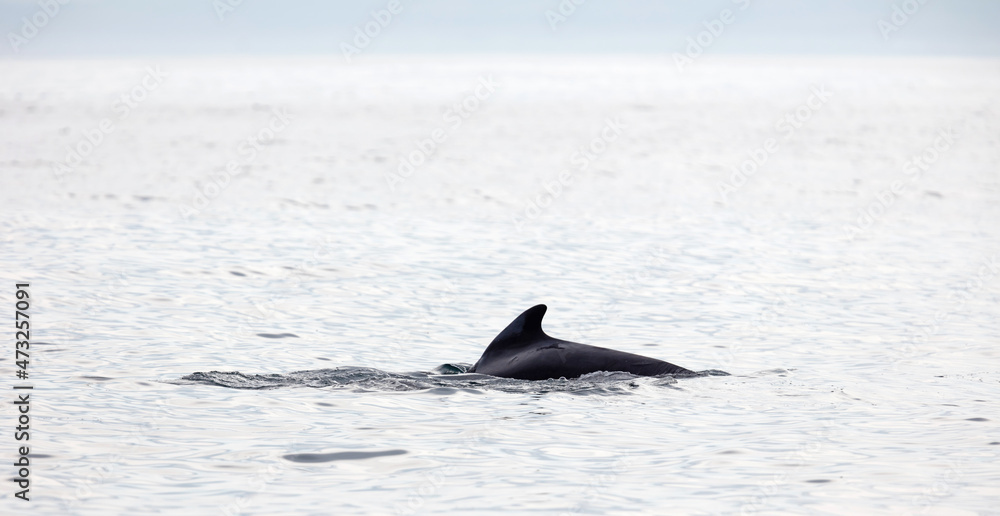 Fototapeta premium Pilot whale (Globicephala melas) breathing on the surface, Atlantic Ocean