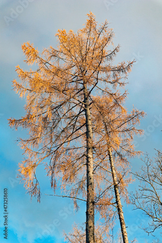 Nadelbaum in der Abensonne photo