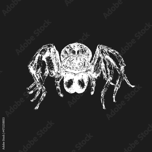 Tarantula spider, vintage drawn sketch in vector.