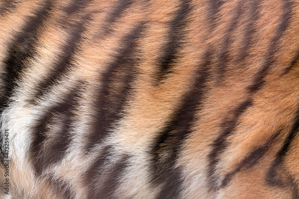 Back of a Tiger showing the sweeping striped texture of its fur Back of a Tiger showing the sweeping striped texture of its fur