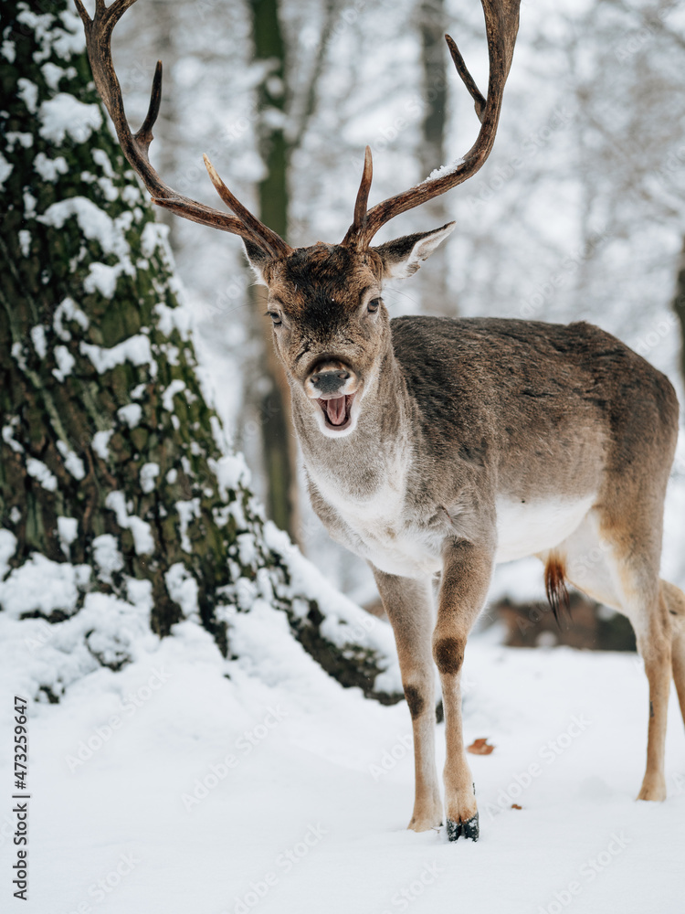 Smiling deer in winter forest. Smiling deer in winter forest.