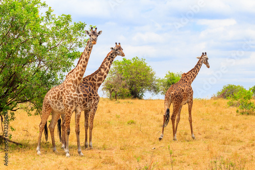 Giraffes in savanna in Serengeti national park in Tanzania. Wild nature of Tanzania, East Africa © olyasolodenko