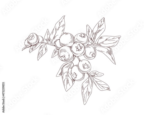 Outlined blueberry branch. Botanical sketch of blue berry plant drawn in vintage style. Retro drawing of great bilberry. Handdrawn vector illustration of sketchy sprig isolated on white background
