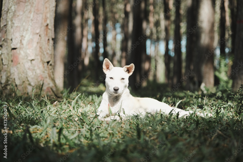 Funny cute dog in the park. Cute white dog resting and relaxing on the grass at the outdoor park.