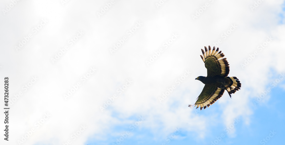 Crested serpent eagle in flight, spread wings, photographed from below against the sky in Galle, Sri Lanka. Copy space for texts. Crested serpent eagle likes to feed on snakes and other reptiles