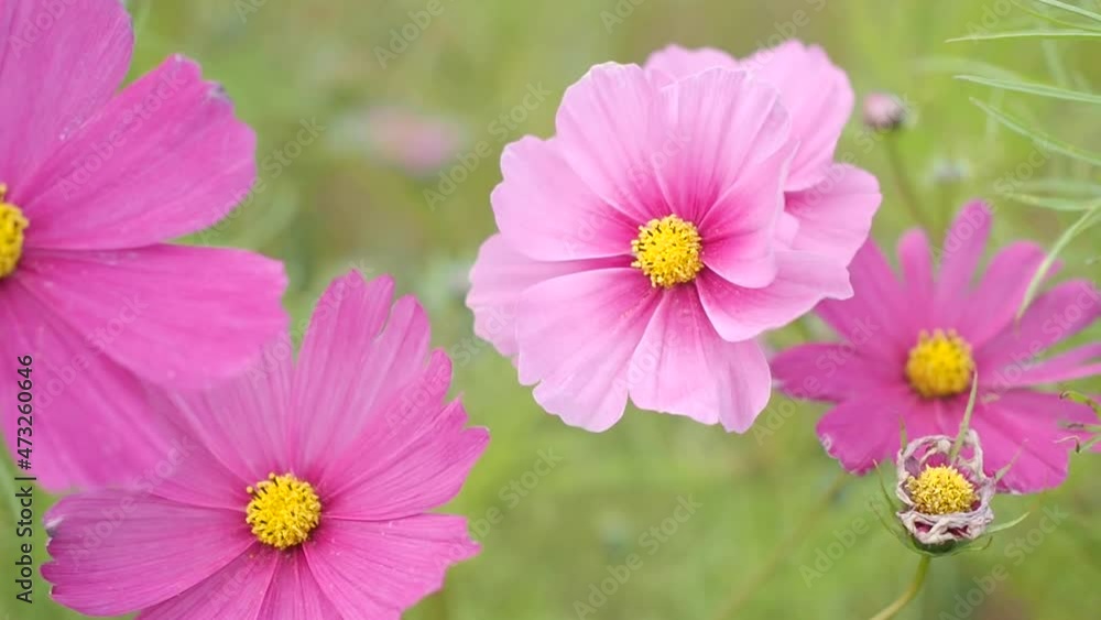 Beautiful flowers-Cosmos in the garden Beautiful flowers-Cosmos in the garden