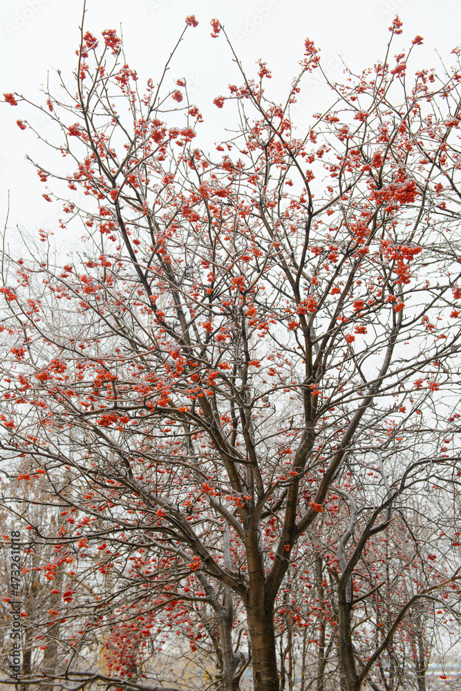 The branches of mountain ash with bright red berries are covered with an ice crust